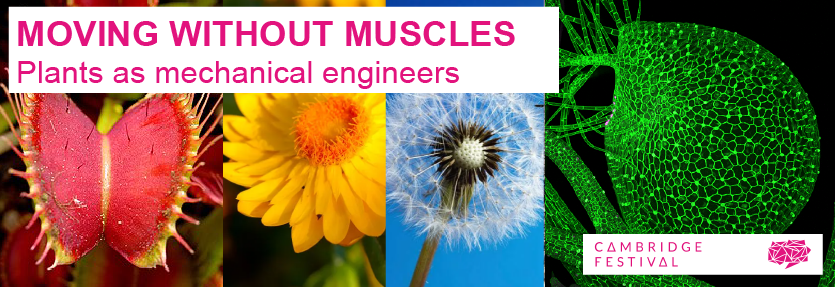 Images of venus flytrap, flower of Xerochrysum bracteatum (Bracted Strawflower), danelion seedhead and bladderwort