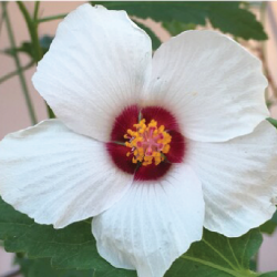 11 species of Hibiscus flowers showing variation in bullseye size.