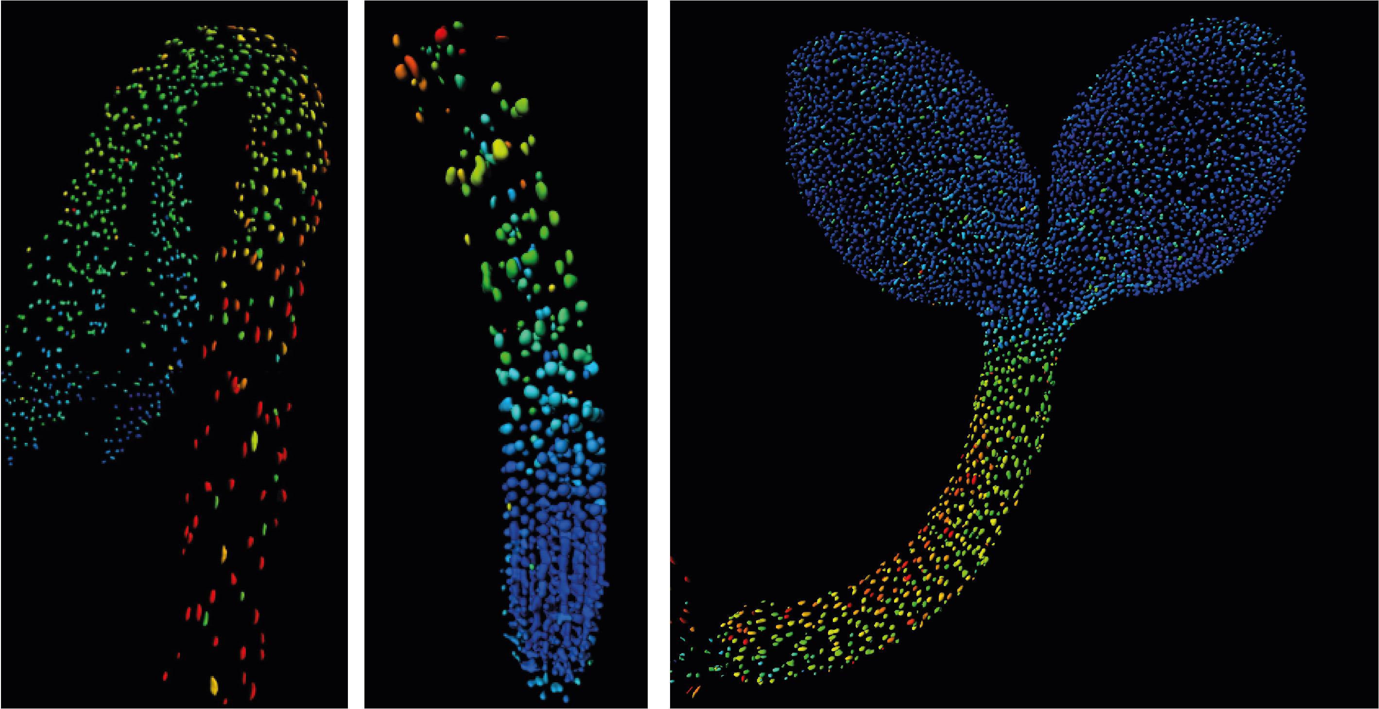 Biosensor imaging of a seedling, measuring how the concentrations of the plant hormone gibberellin change as the plant grows. Credit: Annalisa Rizza. Biosensor imaging of a seedling, measuring how the concentrations of the plant hormone gibberellin change as the plant grows. Credit: Annalisa Rizza.