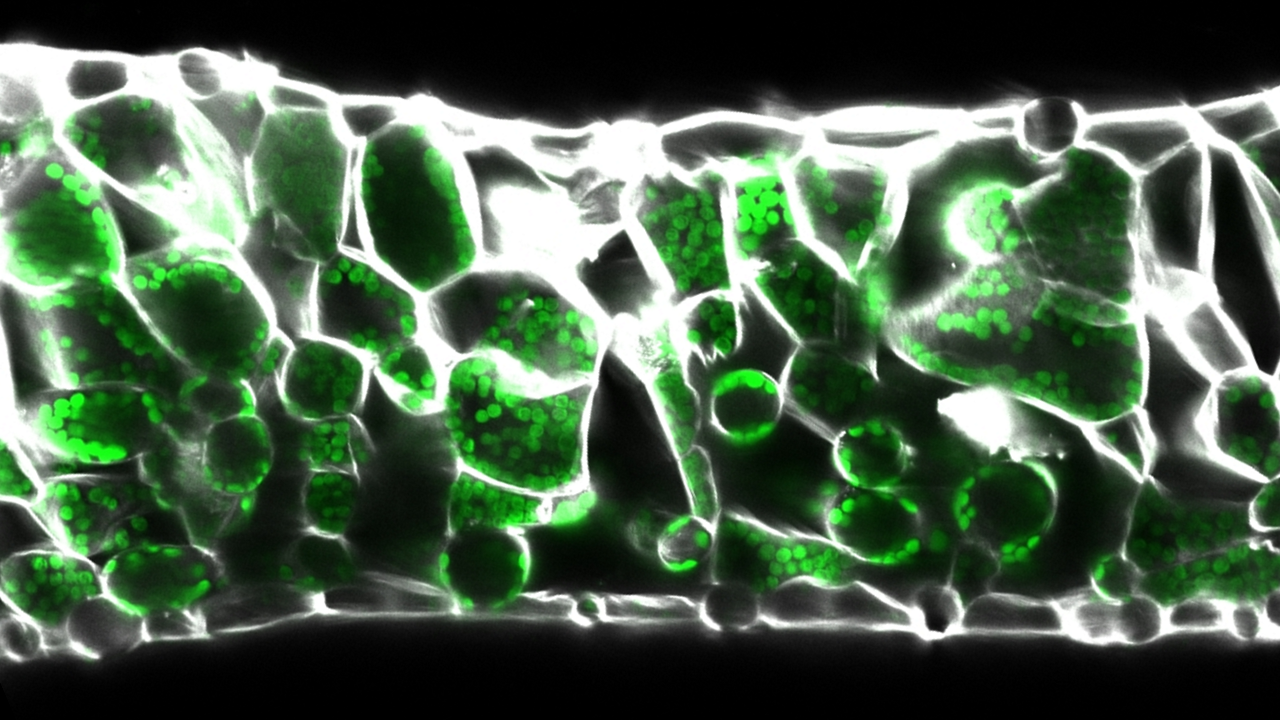 Microscopy image of a leaf cross section showing location of palisade and spongy mesophyll cells with surrounding intercellular air spaces.