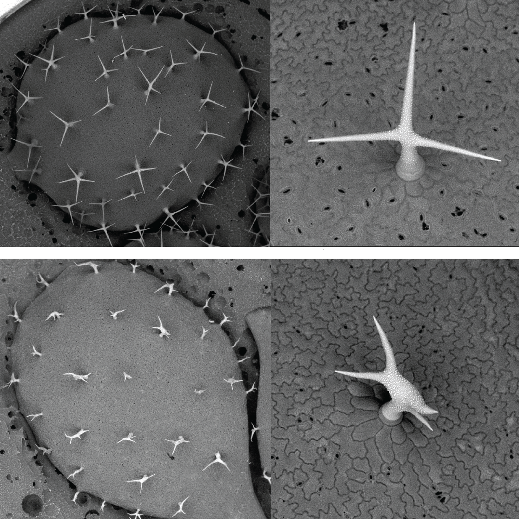 Trichomes on an Arabidopsis thaliana leaf (here shown using electron microscopy) are formed by a single cell adopting this spiked shape (top images). 