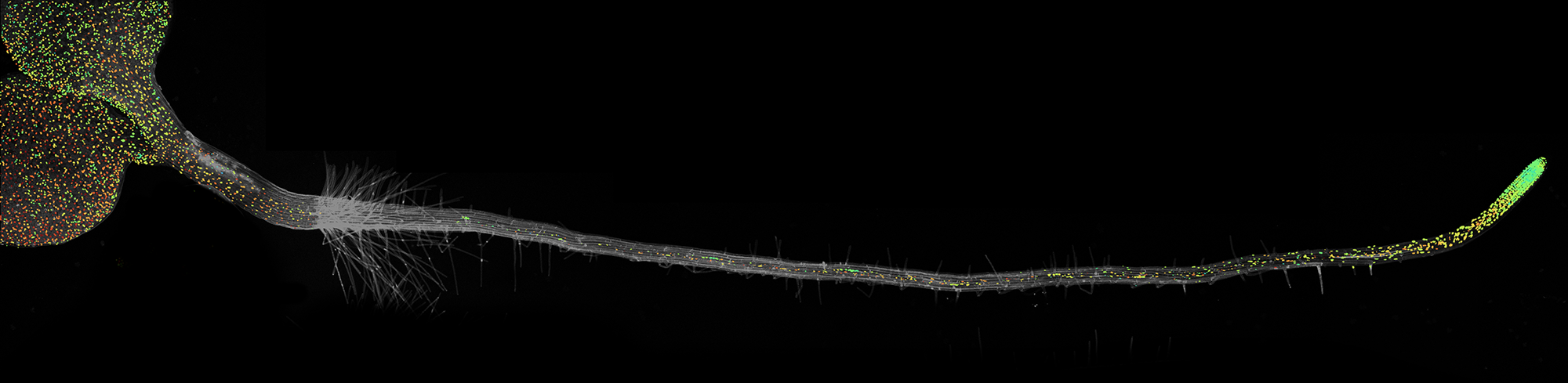 The ABACUS biosensor used with confocal microscopes can be used to visualise the levels of the plant hormone abscisic acid in Arabdiopsis seedlings. Credit Jim Rowe